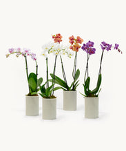 Bloomsy Orchids Subscription