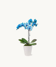 Bloomsy Orchids Subscription