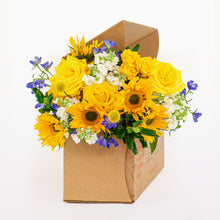 Bloomsy Deluxe SandBox Don't Use